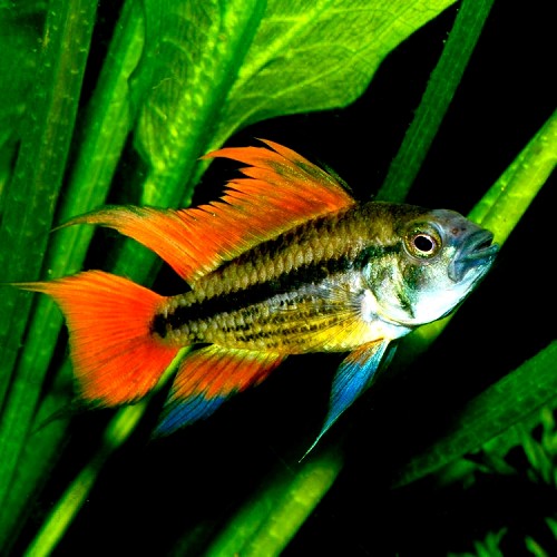 Apistogramma cacatuoides orange - Kakadu zwergbuntbarsch ML